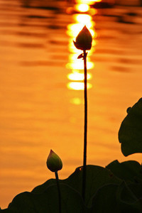 乘风破浪，问鼎巅峰！江苏男篮奏响凯歌，广东王朝的基石悄然动摇？