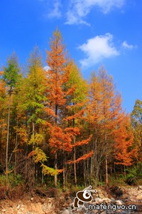 乘风破浪，逐梦前行：北京北控男篮强势突围，荣耀跃升至积分榜前六！