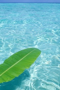 RB莱比锡：红牛逐梦欧冠，年轻雄狮剑指巅峰