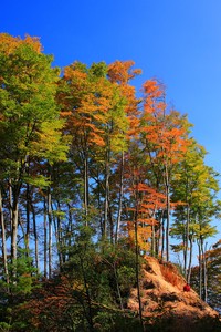 荣耀之巅：厄瓜多尔队员闪耀国家队，谱写绿茵传奇