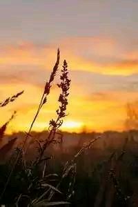 里昂主帅被解职，全队迎来新气象