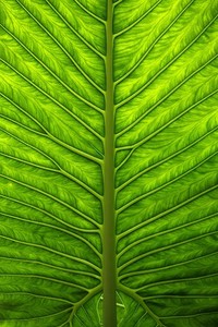 跆拳道刚劲出击，力挫群雄称雄赛场：王者之路，一往无前！